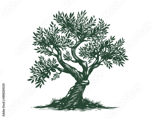 Olive tree on white, hand drawn, sketch.	
