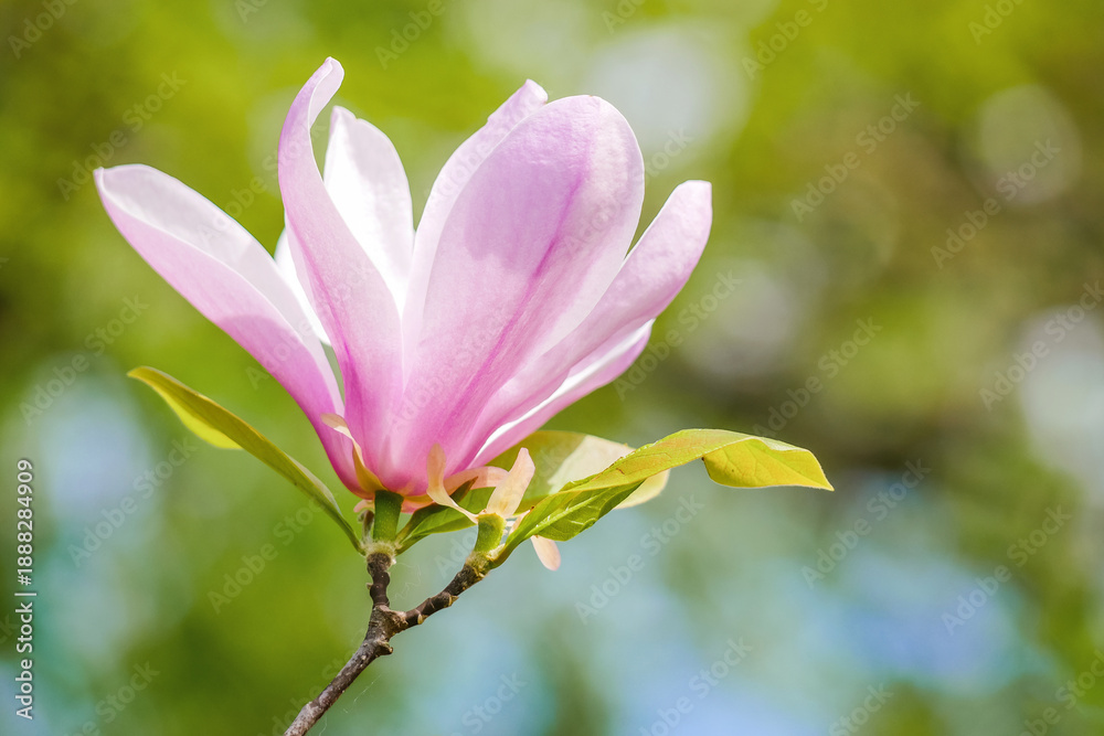 Fototapeta premium Magnolia Bloom on Soft Background - Spring Banner