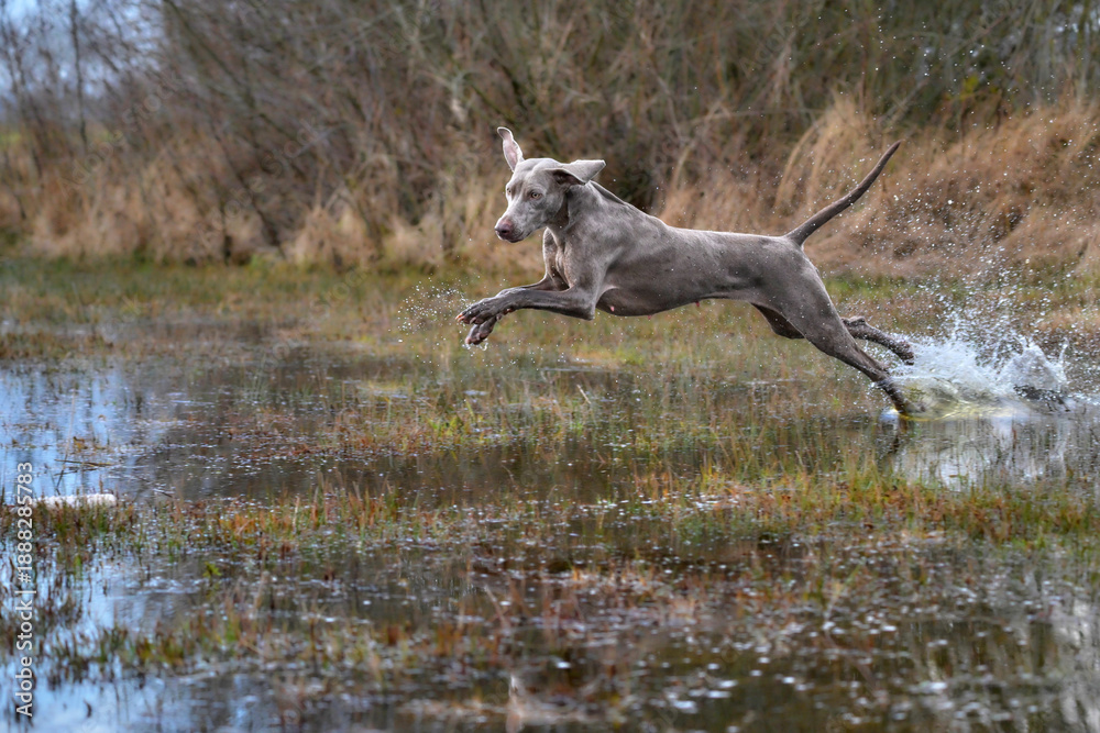 Fototapeta premium weimaraner jumping in water
