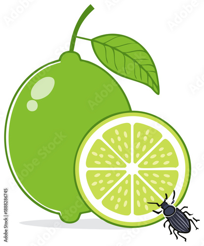 Green lime fruit and sliced citrus with a small black beetle vector illustration
