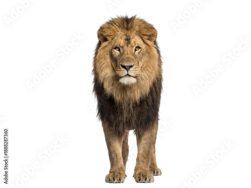 African lion standing, front view, isolated on transparent background (PNG)