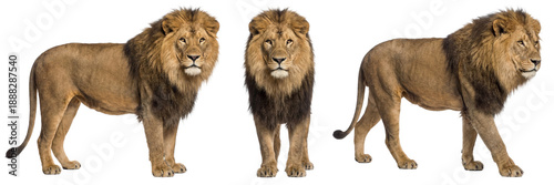 African lion isolated on transparent background