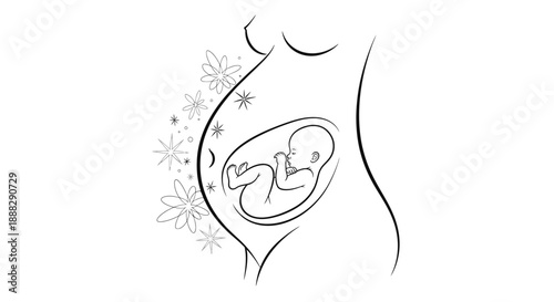 Pregnant woman's belly with an unborn fetus surrounded by delicate flowers in a continuous line art illustration on an isolated white background.