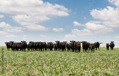 Wallpaper Mural Herd of young cows Torontodigital.ca