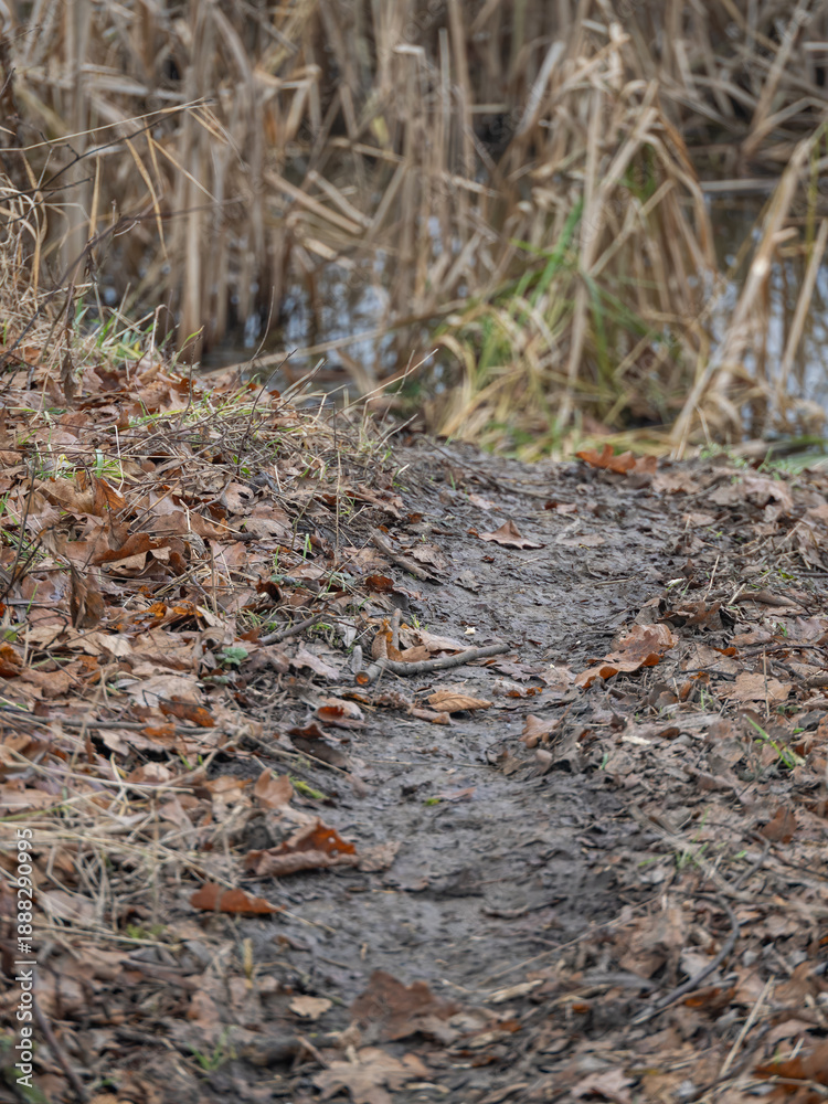 Fototapeta premium A worn‑down path by the pond shore made by a beaver.