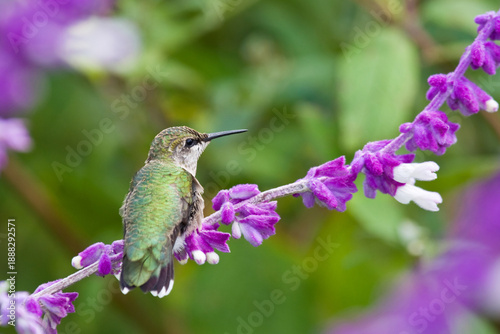 01162-12303 Ruby-throated Hummingbird (Archilochus colubris) immature at Mexican Bush Sage (Salvia leucantha) Marion Co. IL
