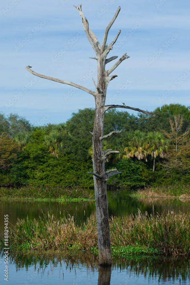 Fototapeta premium dead tree in the wetlands