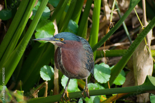 Εκτύπωση καμβά green heron ardea cinerea on branch