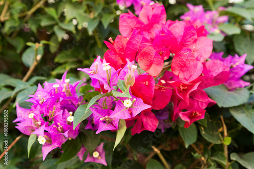 North America, Mexico, Nayarit, Bucerías. Bougainvillea. Nyctaginaceae Caryophyllales.