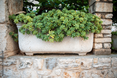 Obraz na plátně Stone Planter with Succulents