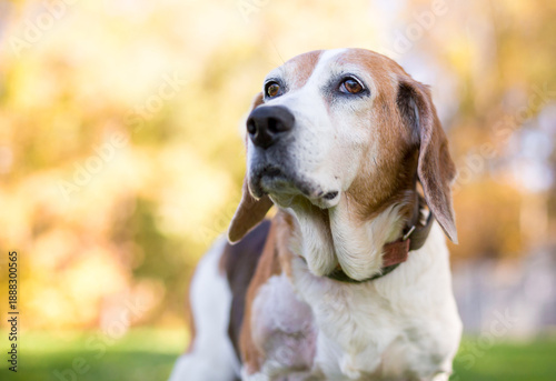 Fotografie A senior Beagle mixed breed dog
