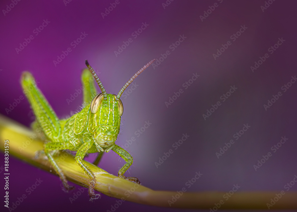 Fototapeta premium Green grasshopper in the foreground on a branch, blurred natural background
