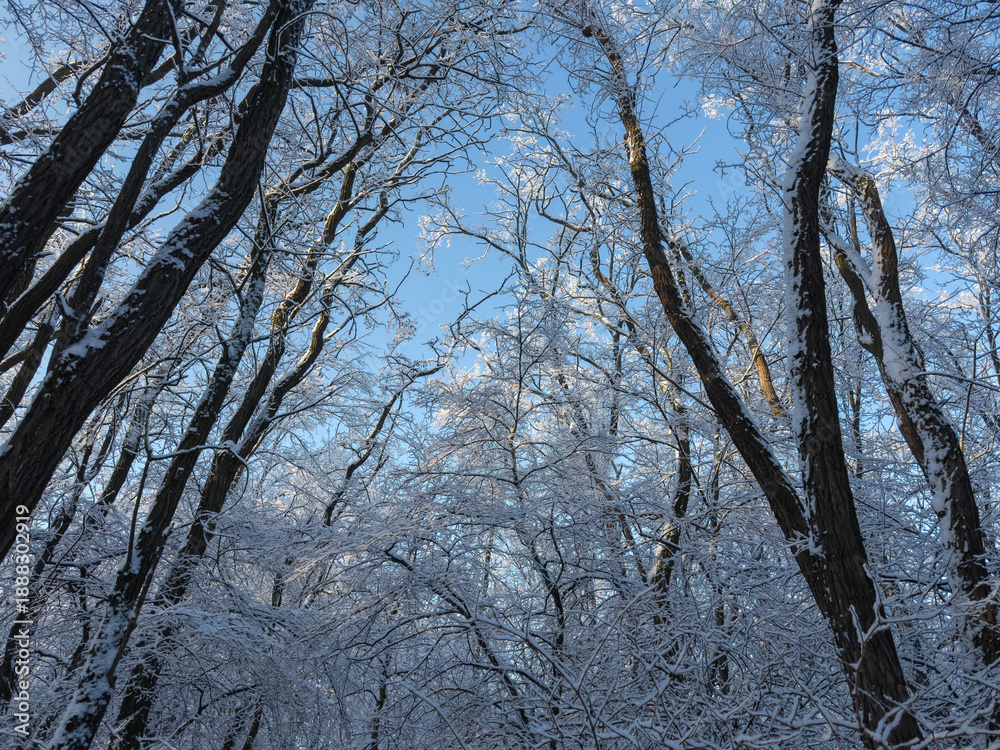 Fototapeta premium Deciduous tree tops covered with snow and hoarfrost against sky