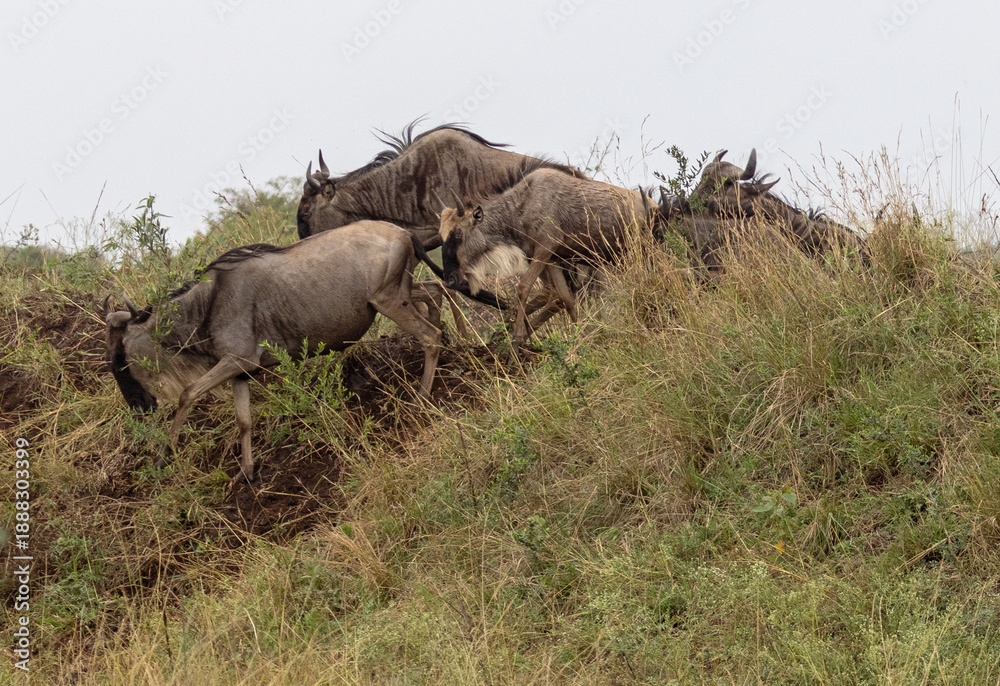 Fototapeta premium Wildebeest herd running downhill during great migration from Tanzania to Kenya in east Africa