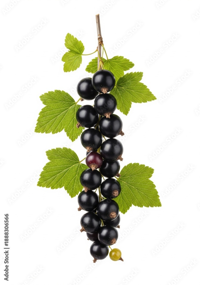 Fototapeta premium Fresh blackcurrant sprig with leaves on white background for plant, berry, fruit, nature, branch concepts