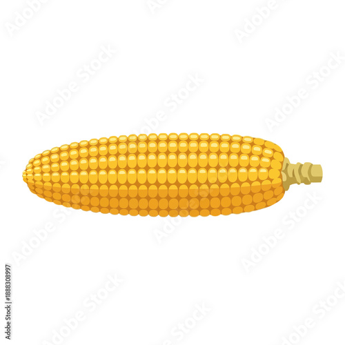 Golden Corn Ear Isolated on White Background