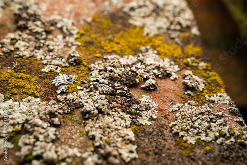 Macro shot of lichen and moss