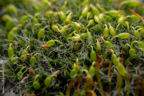 Macro shot of lichen and moss