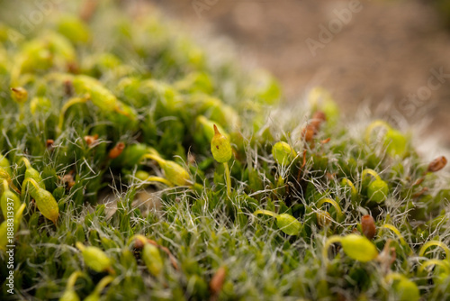 Macro shot of lichen and moss