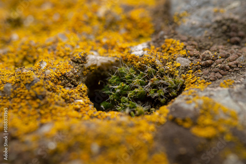 Macro shot of lichen and moss