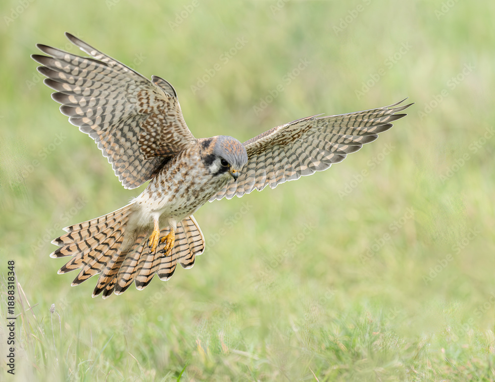 Fototapeta premium American Kestrel (Falco sparverius)