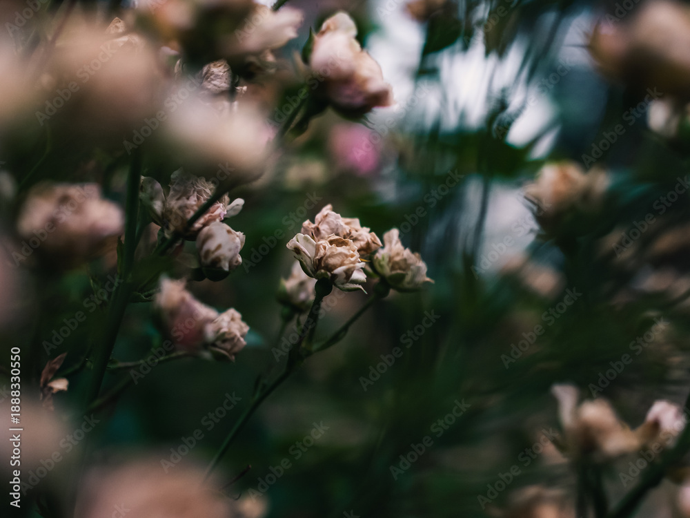 custom made wallpaper toronto digitalFlowers in the garden