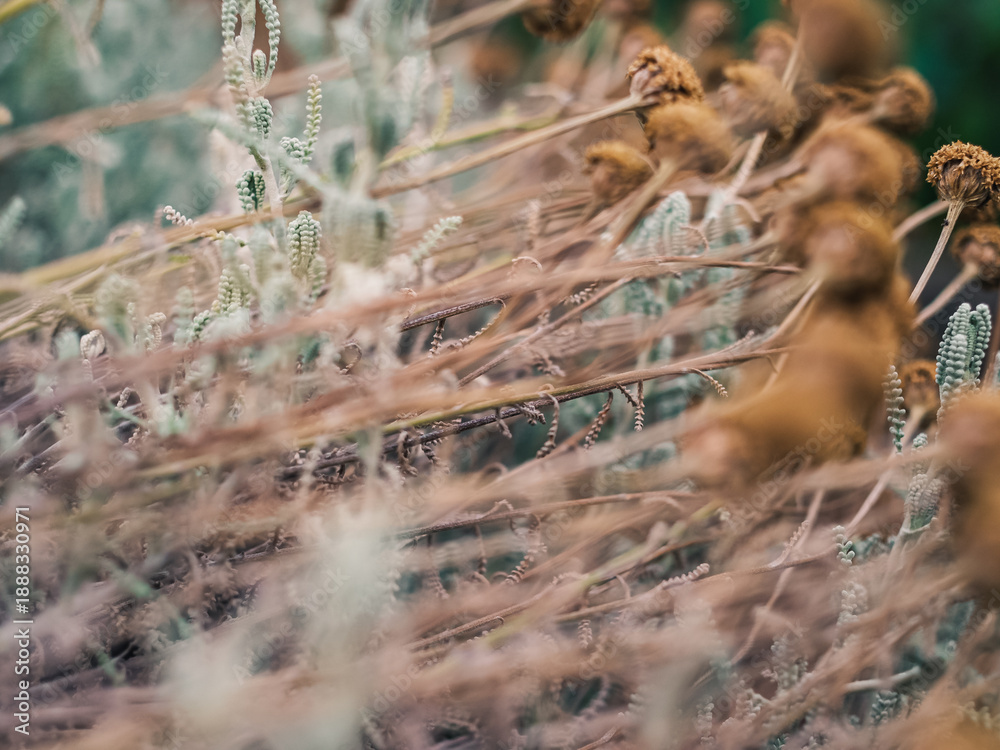 Fototapeta premium Plants in the garden