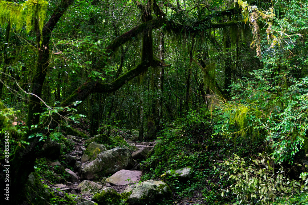 Obraz premium Bosque