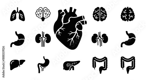 Collection of human internal organs icons, including heart, lungs, brain, stomach, kidneys, liver, pancreas, and intestines.