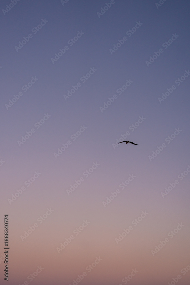 Obraz premium a bird in a pink and blue pastel sky