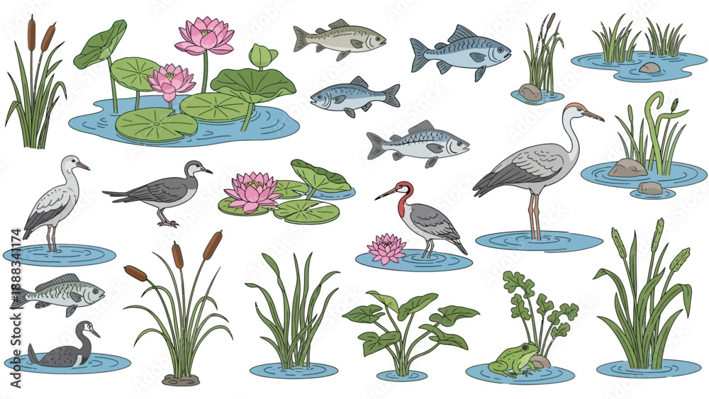 Obraz premium Collection of Water Birds and Aquatic Life.