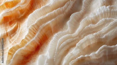 seashell’s surface with swirling ridges and soft light.