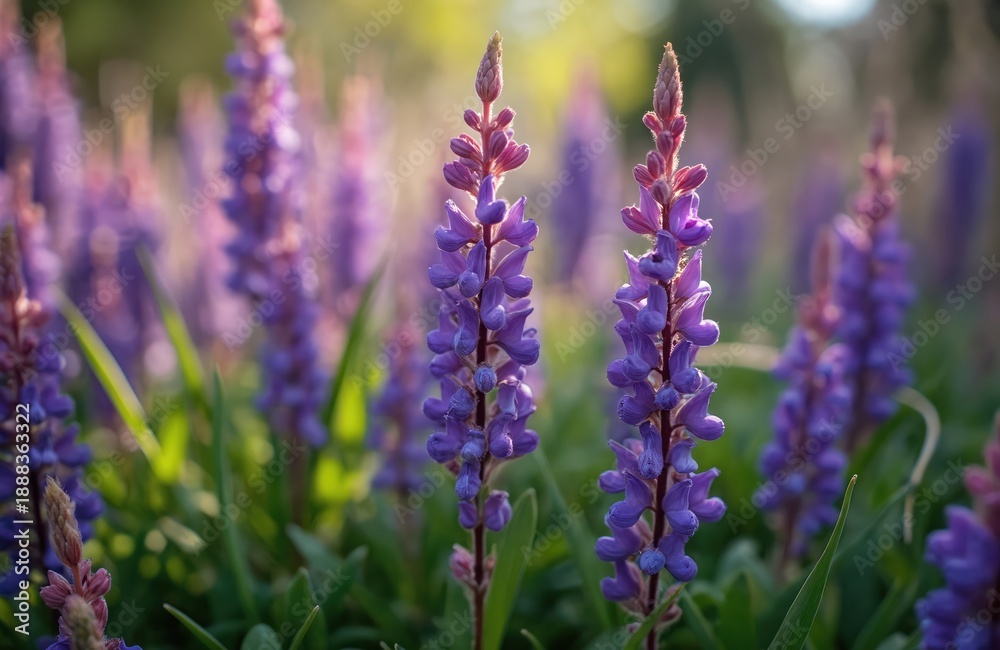 Obraz premium Close view of blooming purple lupine flowers and green leaves on sunny spring day. Tall spikes of violet lupins grow in a garden or meadow, creating natural beauty.