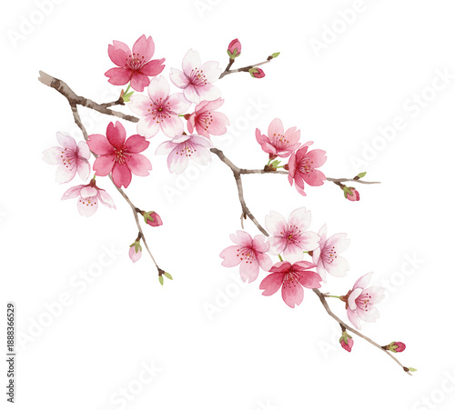 Beautiful cherry blossom branch with delicate pink and white watercolor flowers and buds on a clear white background
