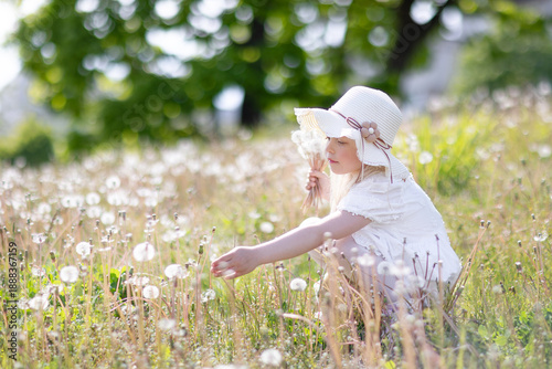 a girl in a sunny meadow is picking dandelions