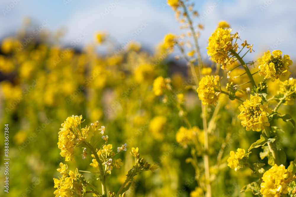 Obraz premium rapeseed flower at park