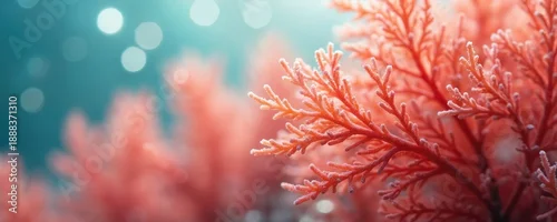 Panel kuchenny z motywem Close up underwater view of delicate red coral branch with tiny white ice like crystals on it. Soft blue bokeh lights fill background of deep ocean water.