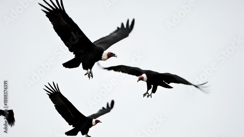 Andean Condors Gliding Through the Sky