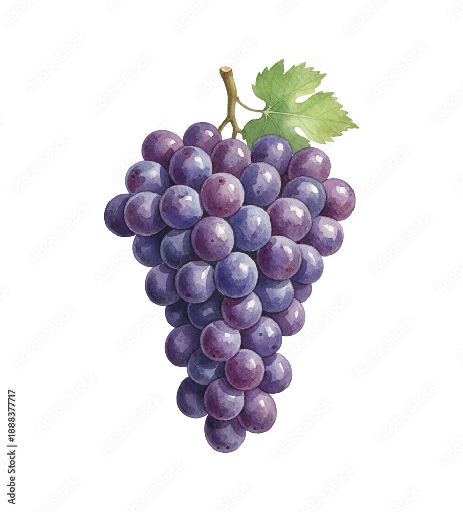 Fototapeta premium Detailed watercolor illustration of a delicious bunch of purple grapes with a green leaf on white