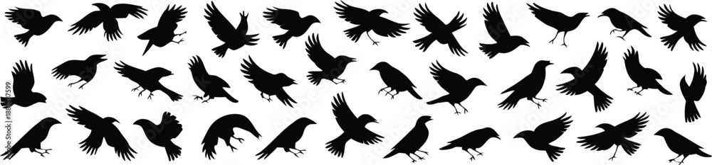 Obraz premium Extensive collection of black silhouette depicting birds in various flying and perching poses