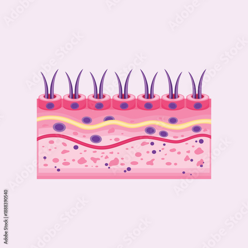 A layered illustration of human skin structure showing epidermis, dermis, and surface details for biological learning.