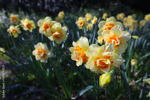 Yellow and orange daffodils blooming in a garden in Scotland, UK