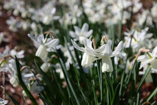 White daffodils blooming in the garden