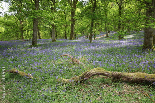Bluebell flowers blooming in the forest in Scotland, UK