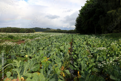 View of a cauliflower field in Scotland, UK