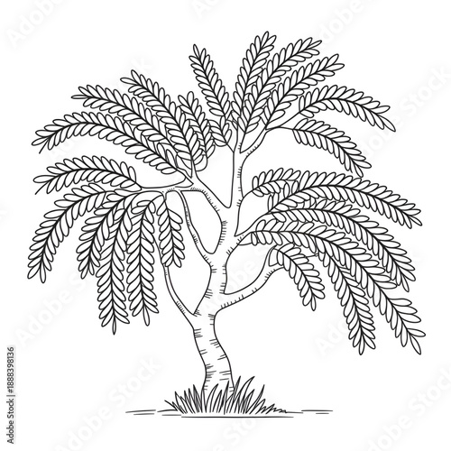 Tamarind  tree illustration vector style coloring page