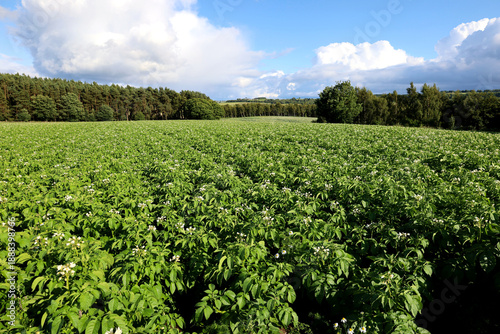 Potatoes growing in a farm field in Scotland, UK