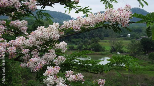 Cassia bakeriana, also commonly known as the pink shower tree, wishing tree.