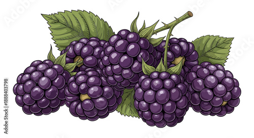 Illustration of Fresh Purple Blackberries with Green Leaves on a White Background