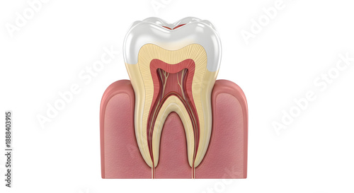 Ultra Realistic 3D Dental Anatomy